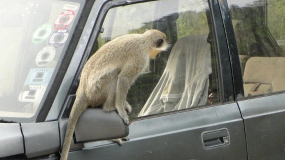 Un mono en un carro.