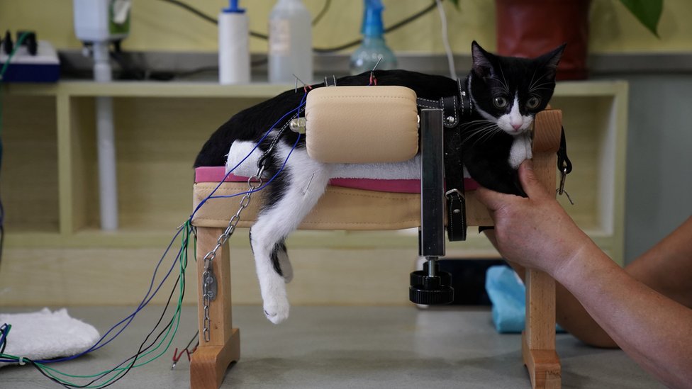 Los críticos dicen que las mascotas se sienten mejor por la transferencia del efecto placebo. Gato