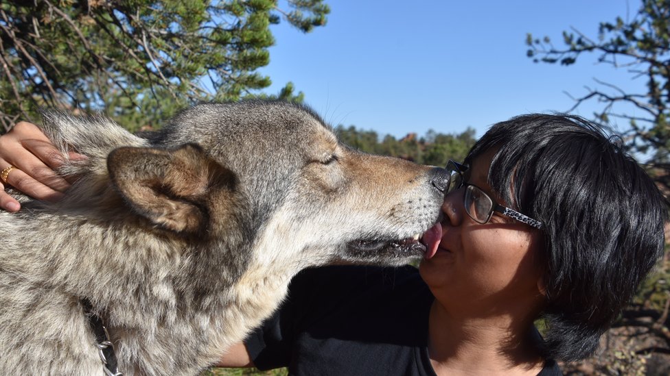 Why This Woman Hates To Hear About Big Bad Wolf Bbc News