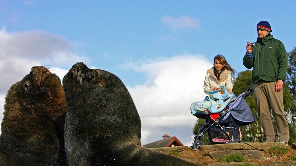 Un par de turistas admiran unos lobos marinos en Valdivia.