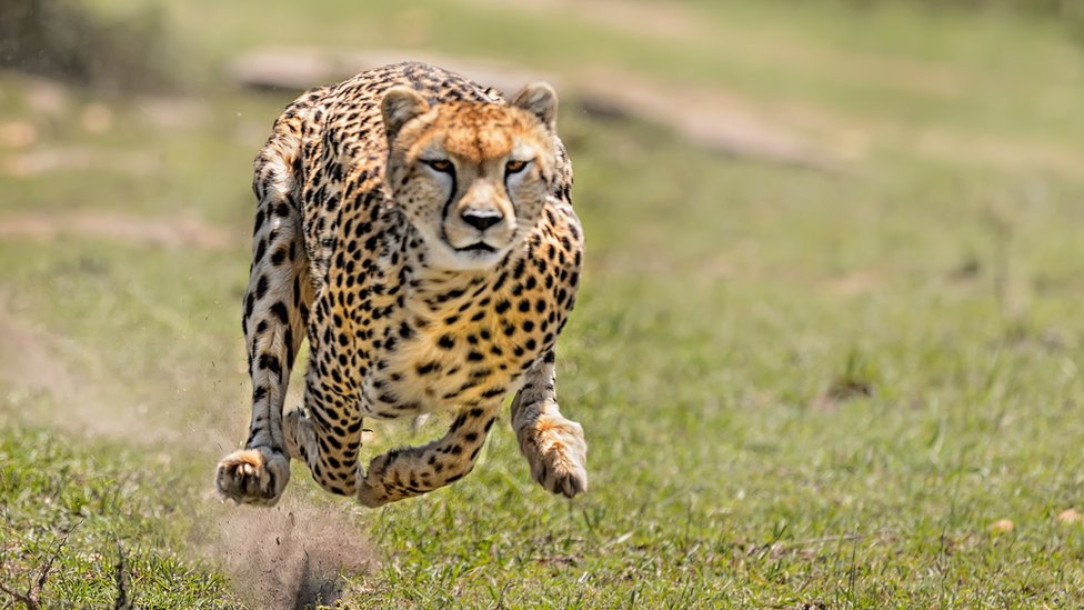 Por qué la chita es el animal que corre más rápido? (Aunque no tenga los  músculos más fuertes del reino animal) - BBC News Mundo