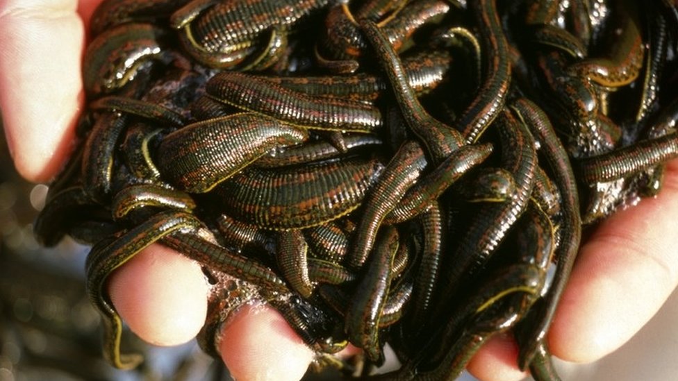 Leech smuggling: Canada fines man after 4,700 carried on plane