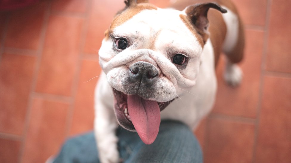 Dog health: Don't buy a bulldog until breed is reshaped, vets plead - BBC  News