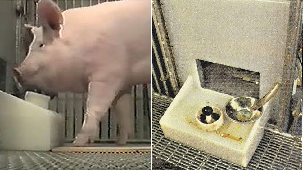 A composite shows one of the Yorkshire pigs using the apparatus, left, and a close-up of the food dispenser on the right
