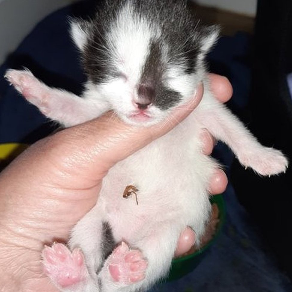 Cat Shot In Hampshire Gives Birth To Kittens Bbc News