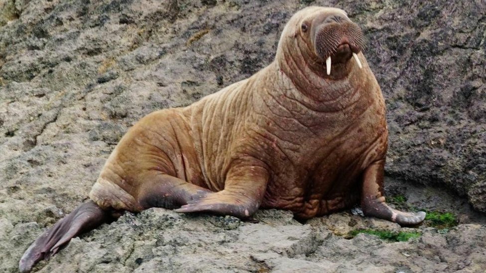 A walrus has made its way to Wales, days after one was found near Ireland!  - BBC Newsround