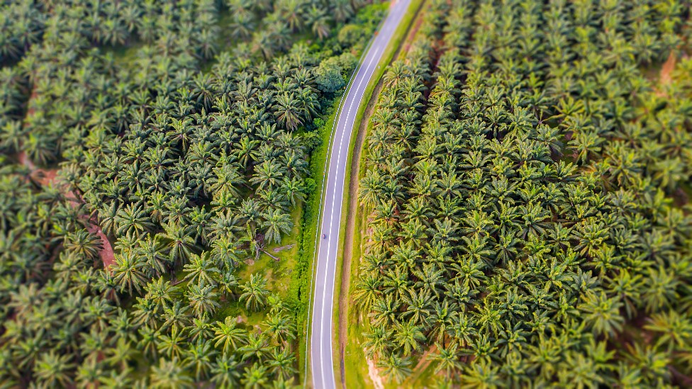 Monocultivos de palma de aceite en Malasia