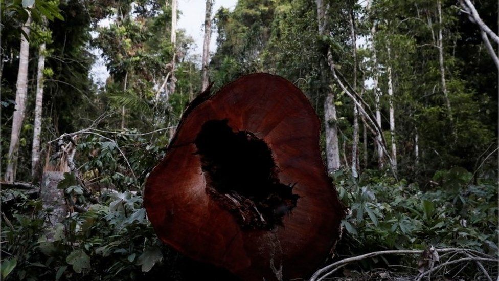 незаконно срубленное дерево амазонки, штат Пара