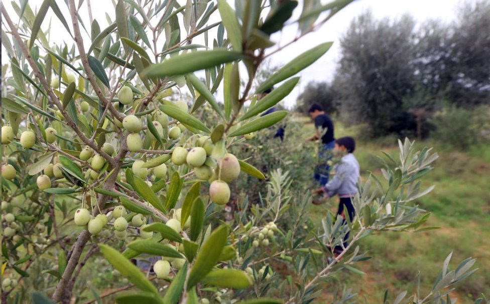 كيف نشر سبعة أشقاء وأسودهم الرعب في بلدة ليبية؟ 5 الأراضي المحيطة بترهونة بها العديد من بساتين الزيتون