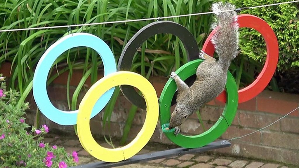 Tokyo Olympics: Man builds squirrel course in Hitchin garden