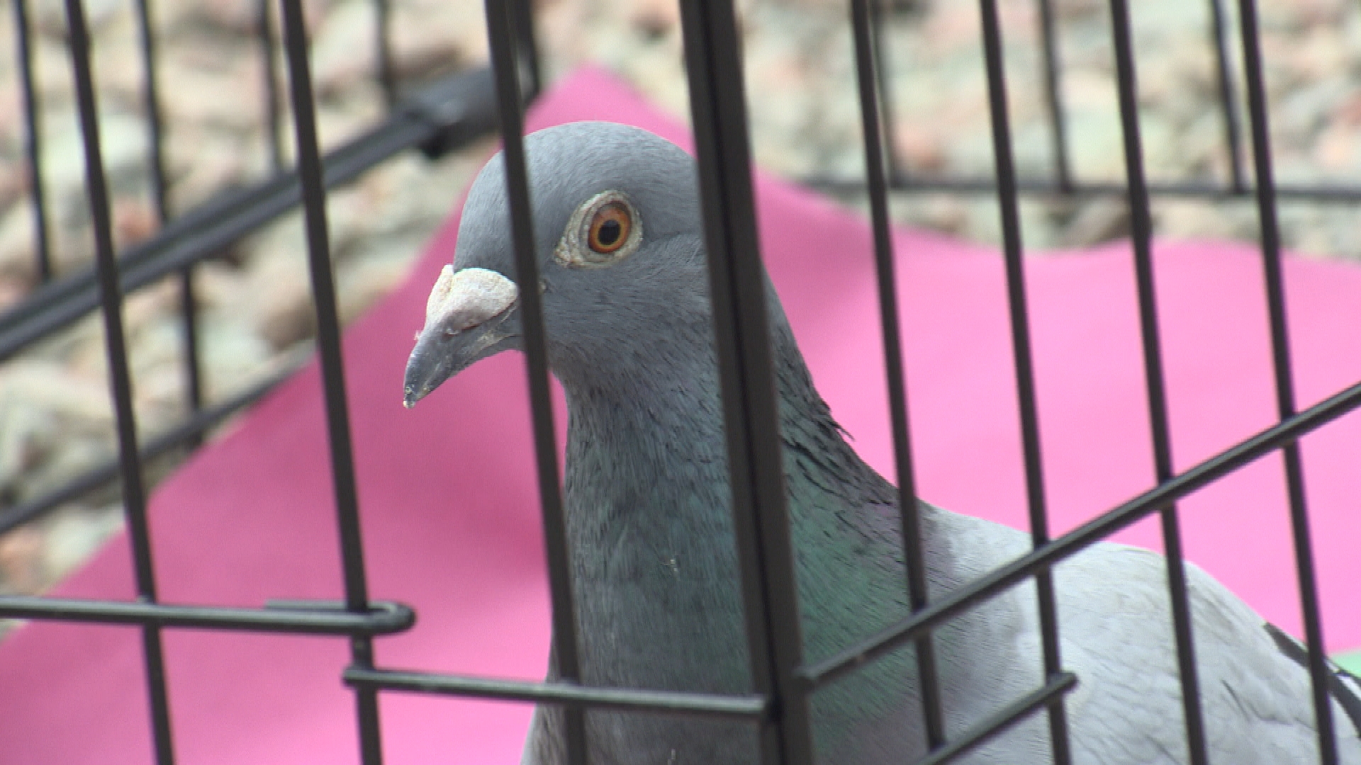 floyd pigeon supply