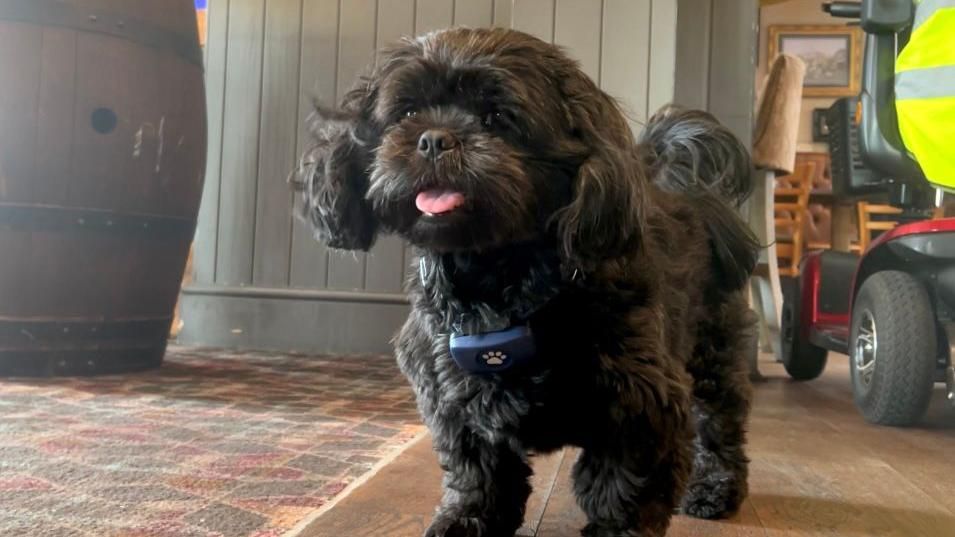 Dog who escaped after a crash makes Wolverhampton pub his home