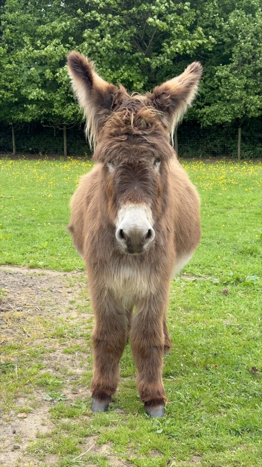 Volunteers needed to lend a hoof at donkey rescue