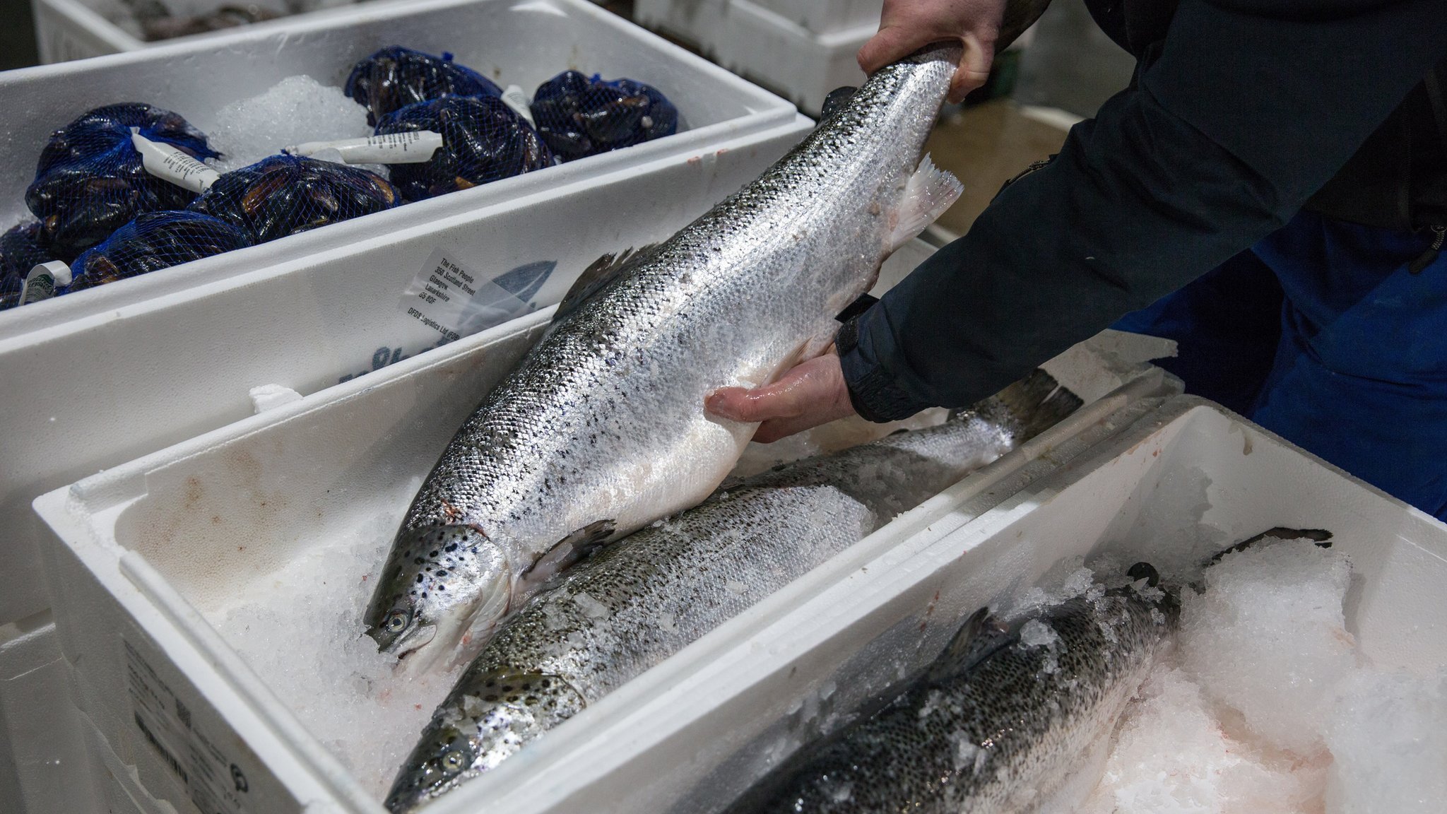 Inspecting a salmon at the Glasgow Fish Market