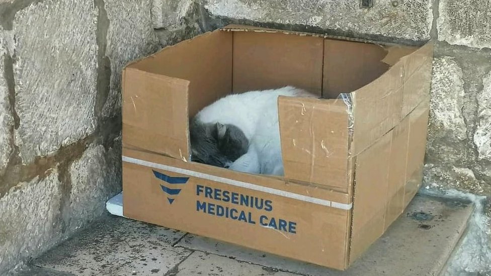 mačka, dubrovnik, anastazija u kutiji