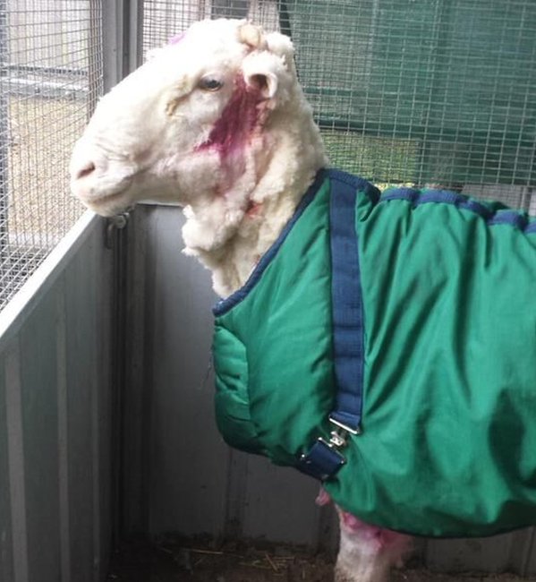 Australian sheep Chris after his haircut with pink antiseptic stains around his face