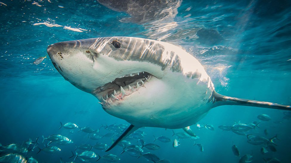 Gran tiburón blanco