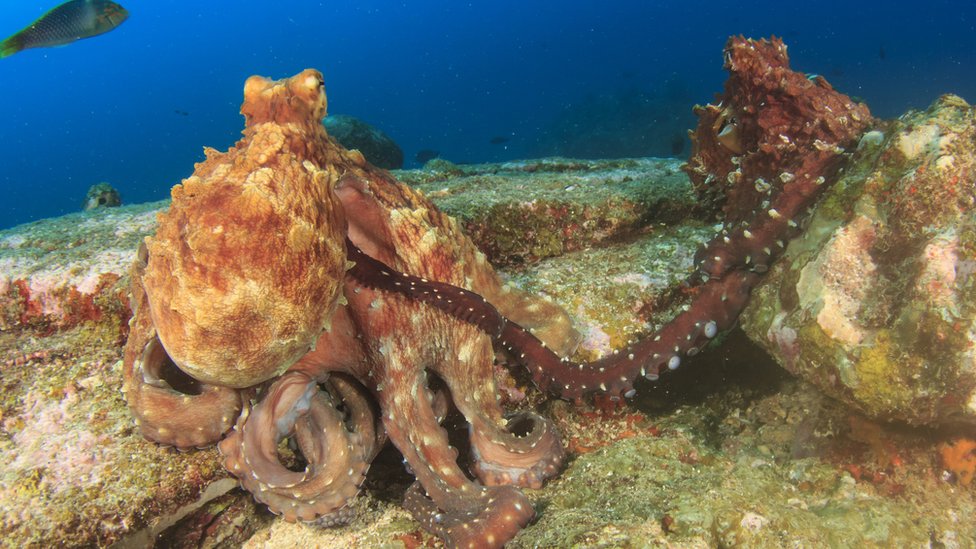 Octopuses mating.