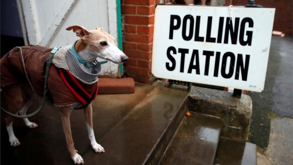 Собака на избирательном участке в Брайтоне