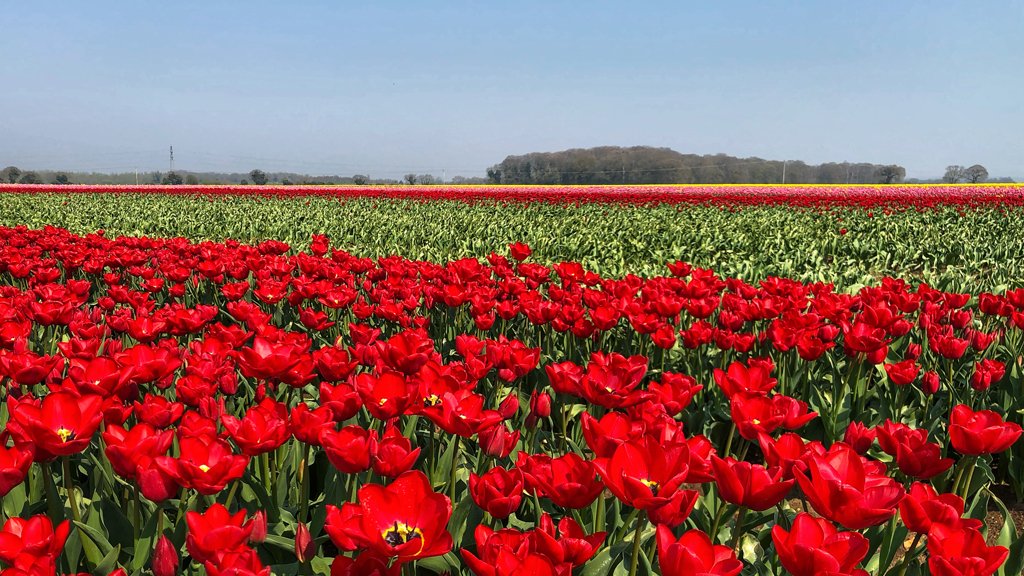 Поле красных тюльпанов на западе Норфолка
