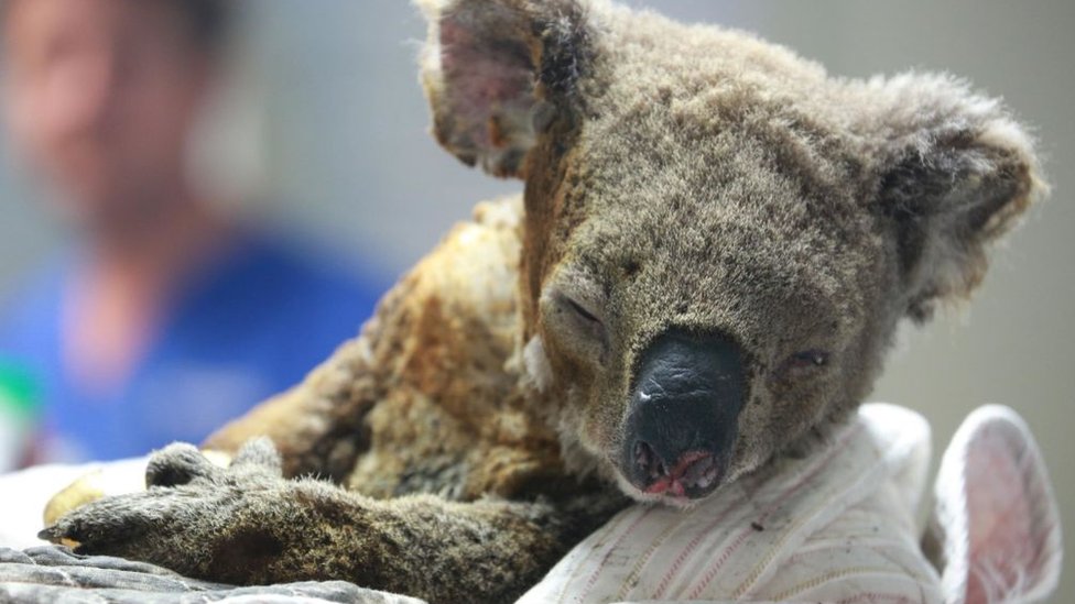 Сильно обгоревшая коала проходит лечение в больнице Коала Порт-Маккуори 19 ноября