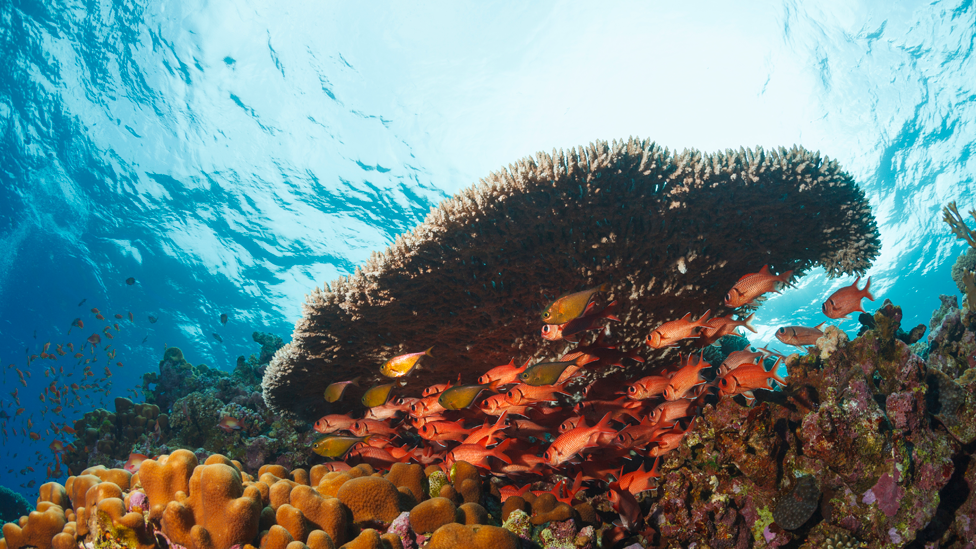 Peces y plantas en el mar