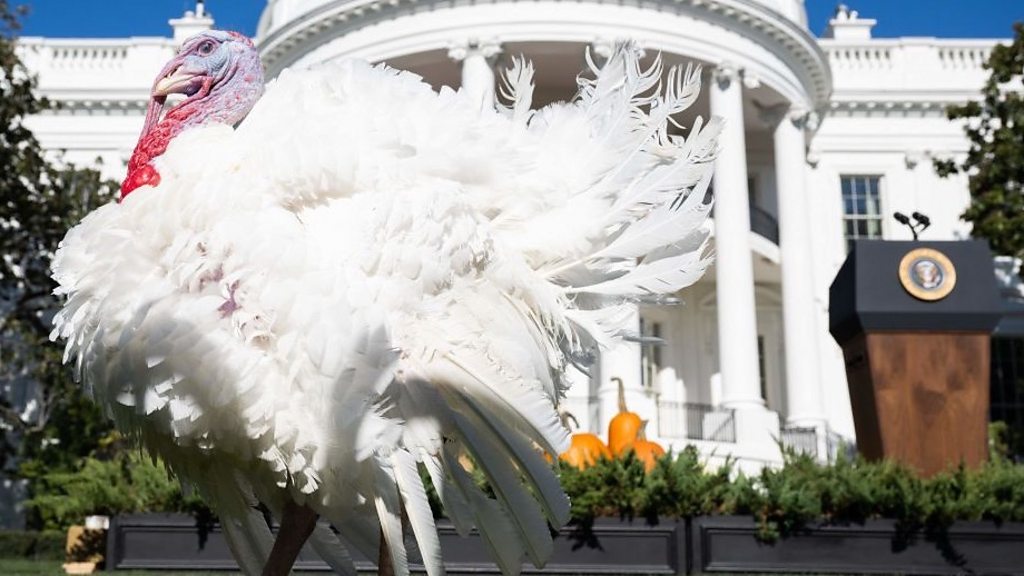 'No fowl play' as Biden pardons Thanksgiving turkeys