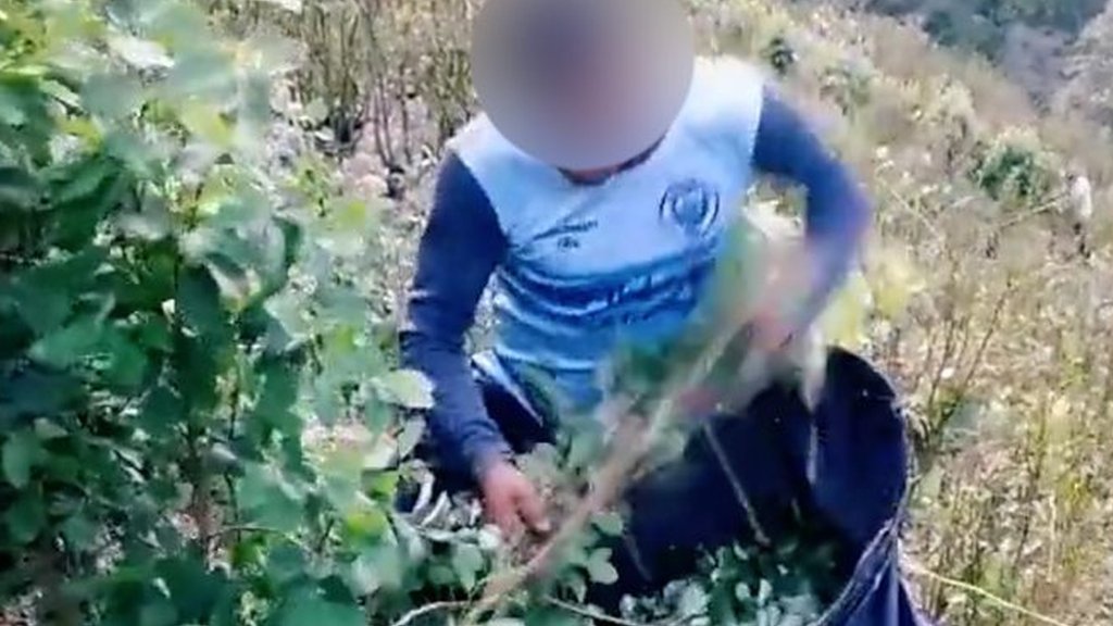 TikTok videos humanise Colombia's cocaine workers