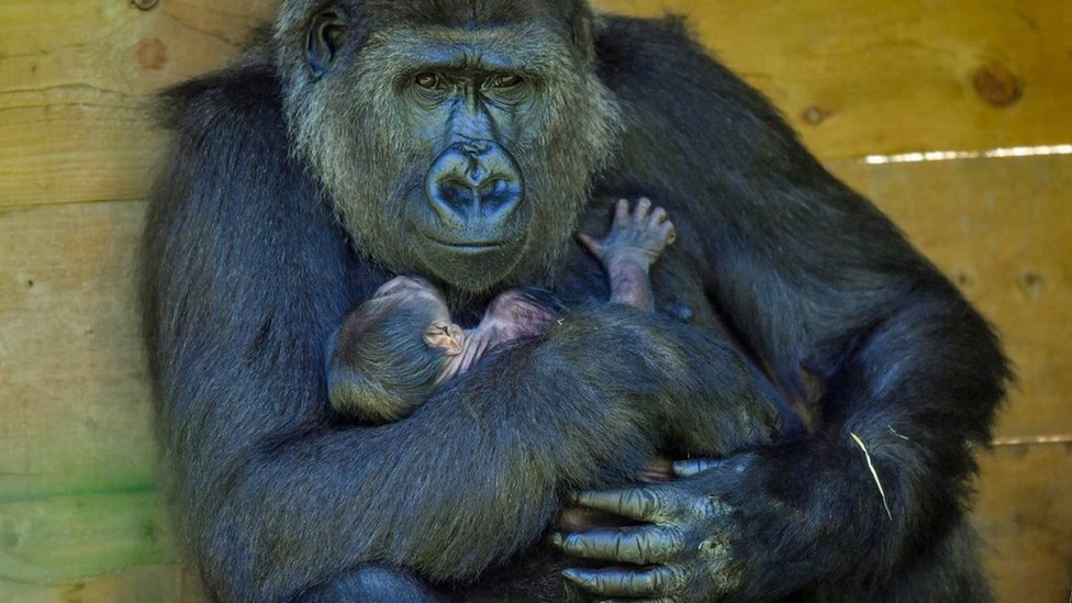 Кала, западная низменная горилла и ее детеныш