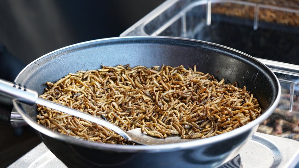Fried mealworms