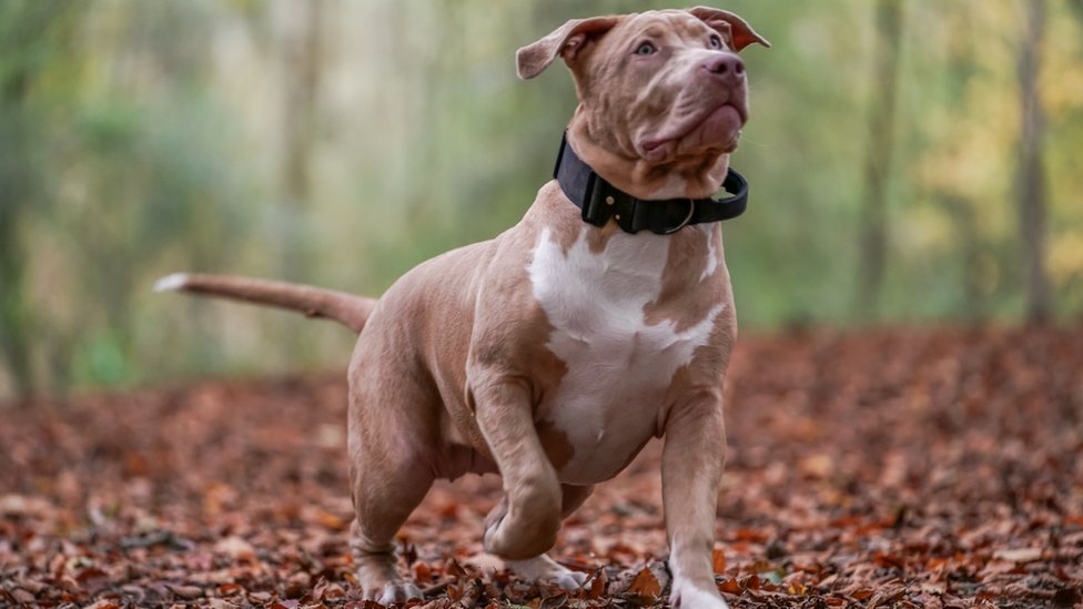 XL bully dogs banned from end of year after surge in attacks