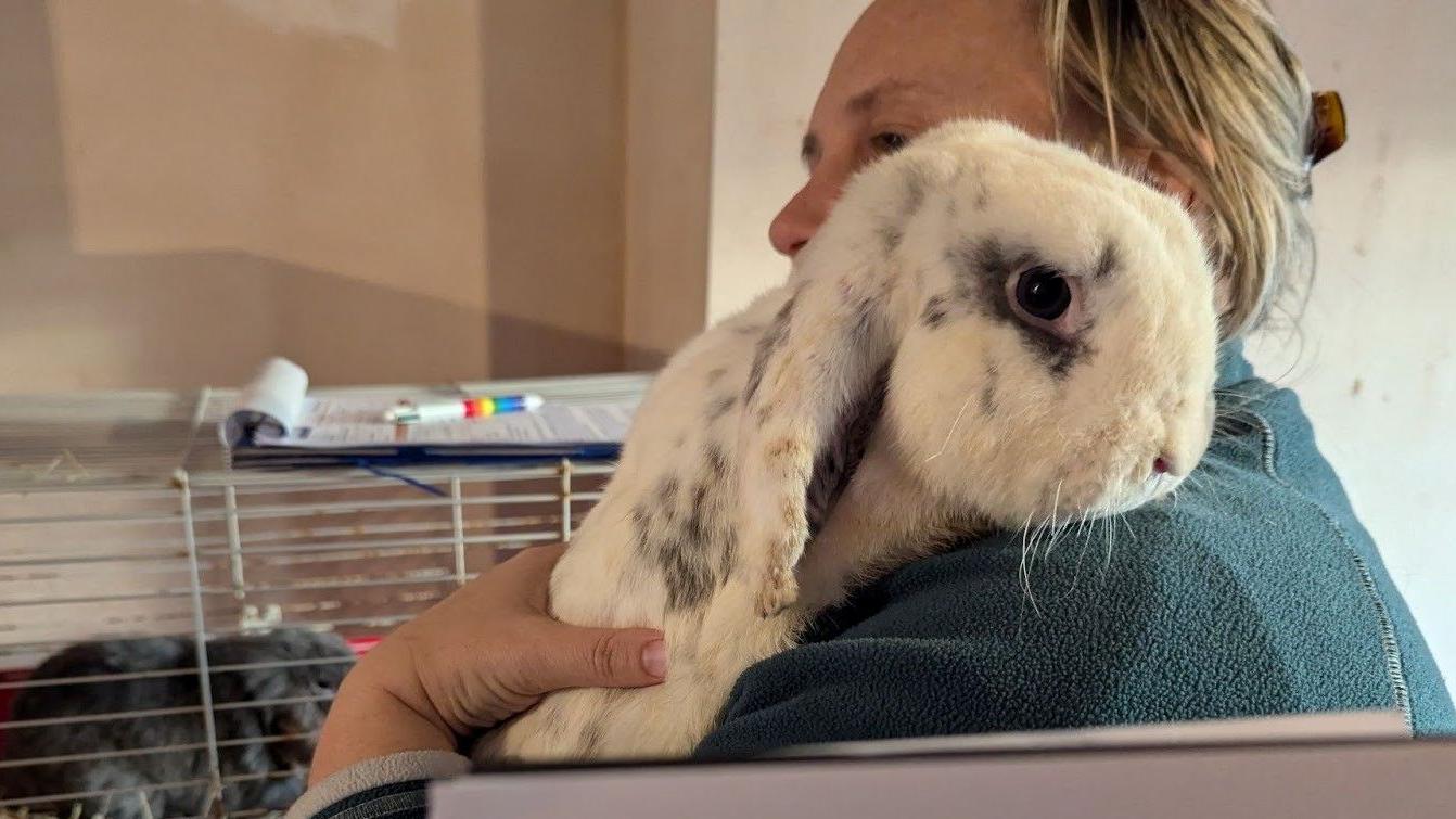 Owners who dumped 90 rabbits in Worcestershire woodland banned