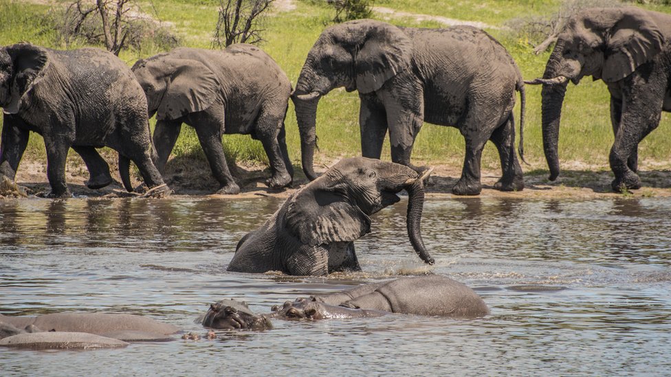 Самцы слонов общаются вдоль реки Ботети