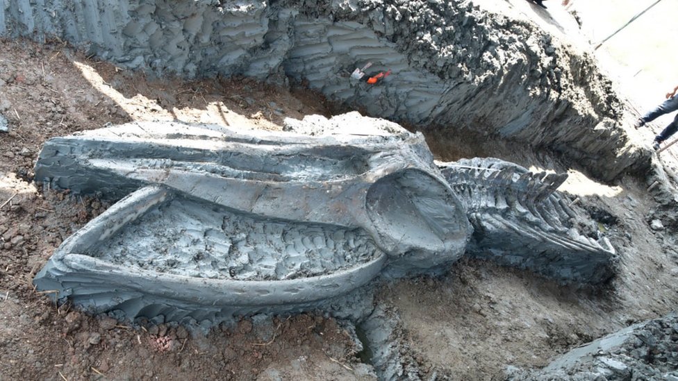 Thailand: Rare Whale Skeleton Discovered