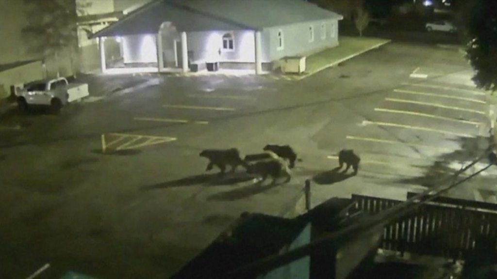 Celebrity grizzly bear takes her cubs into town