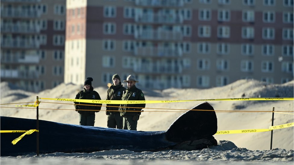 Why 23 Dead Whales Have Washed Up on the East Coast Since December