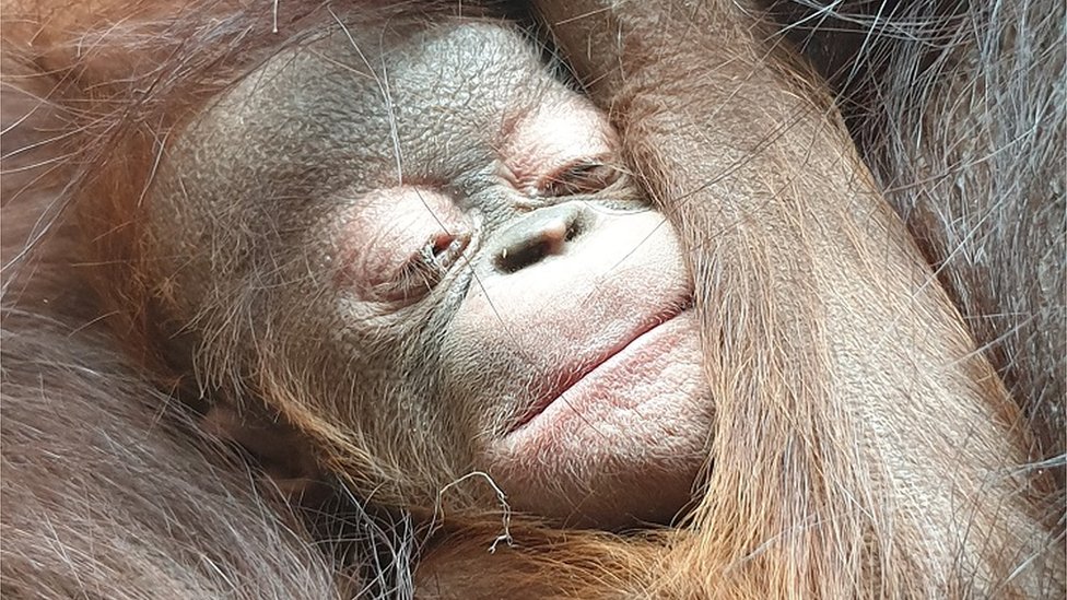 Детеныш борнейского орангутана