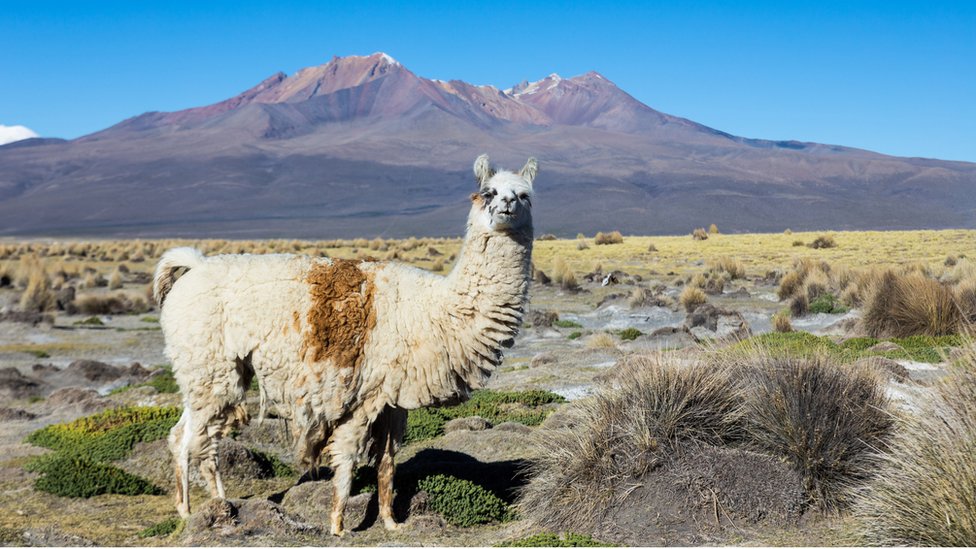 Lama to the Andes