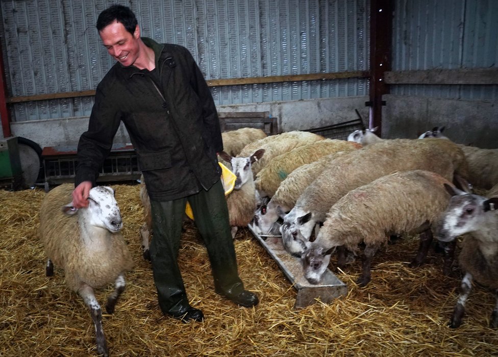 Фермер Томас Каррик пасет свое стадо овец на ферме Хай-Кроссгилл в Алстон-Мур, Камбрия