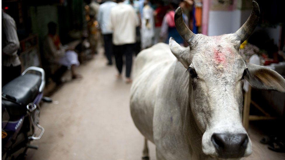 Sacred cow in Varanasi - stock photo
