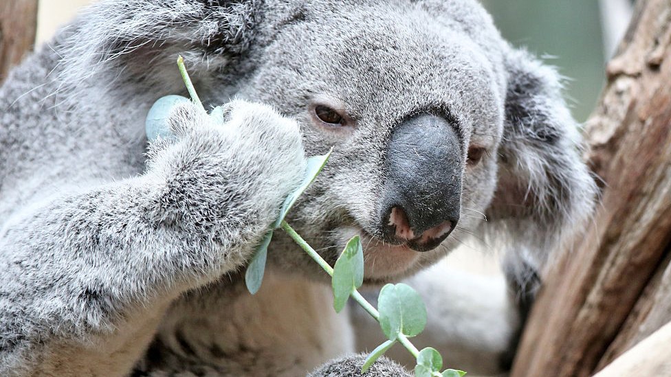 Koala užina