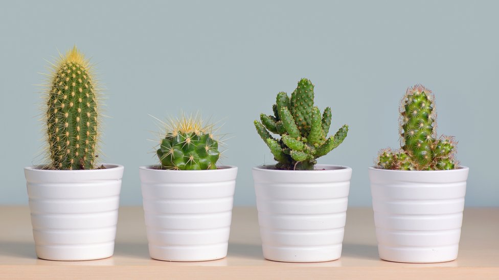 A ver... háblame del cactus. Cactus