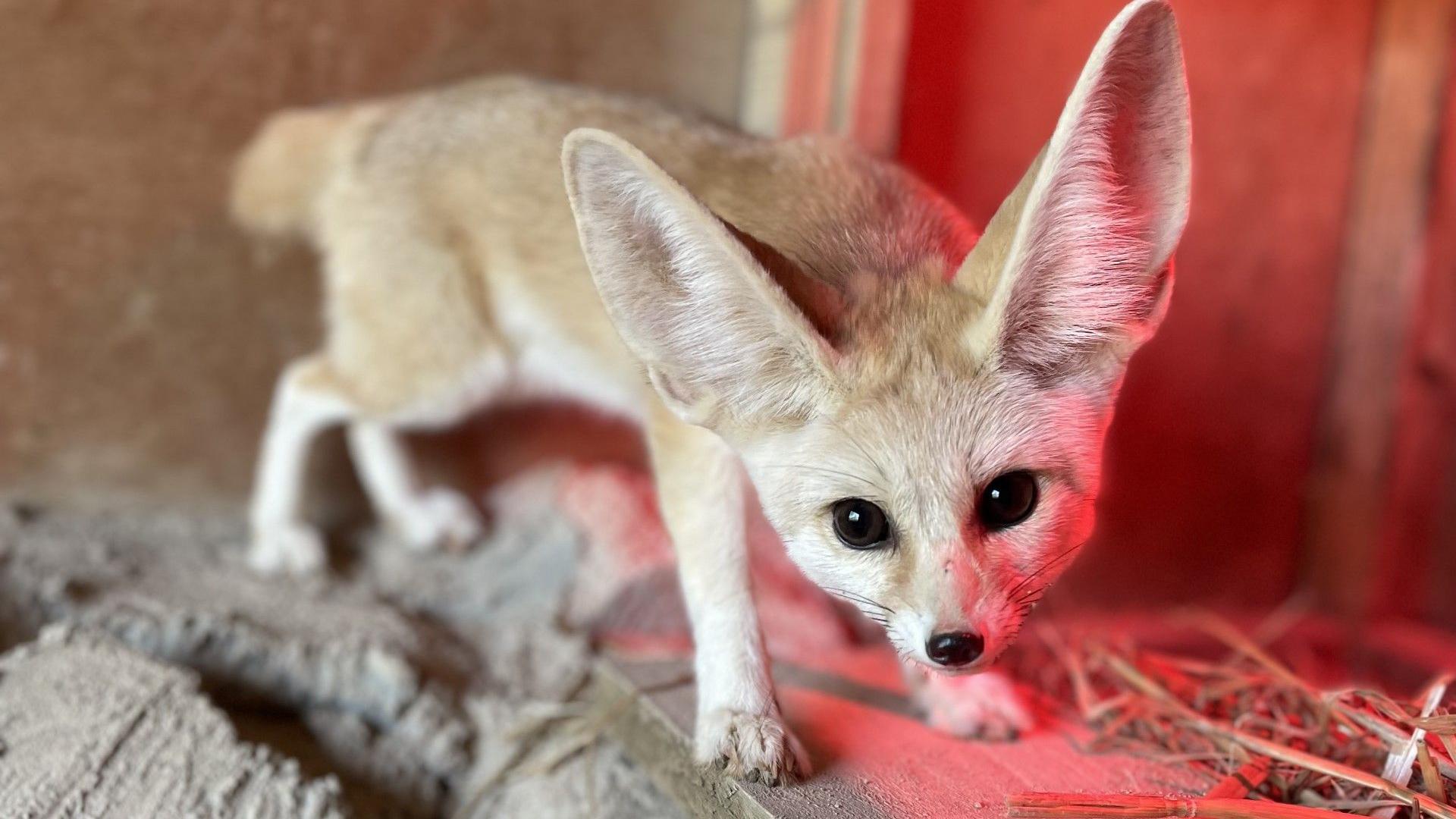 Species Spotlight - Red Fox (U.S. National Park Service)