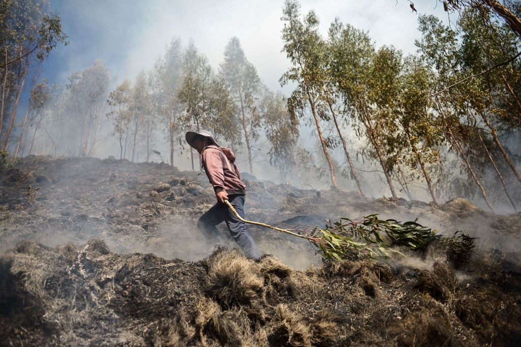 Čovek vuče granu nakon gašenja požara u Peruu, oktobar 2020.