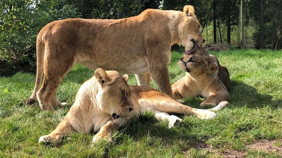 Whipsnade Zoo: Lion habitat closed after three succumb to old age