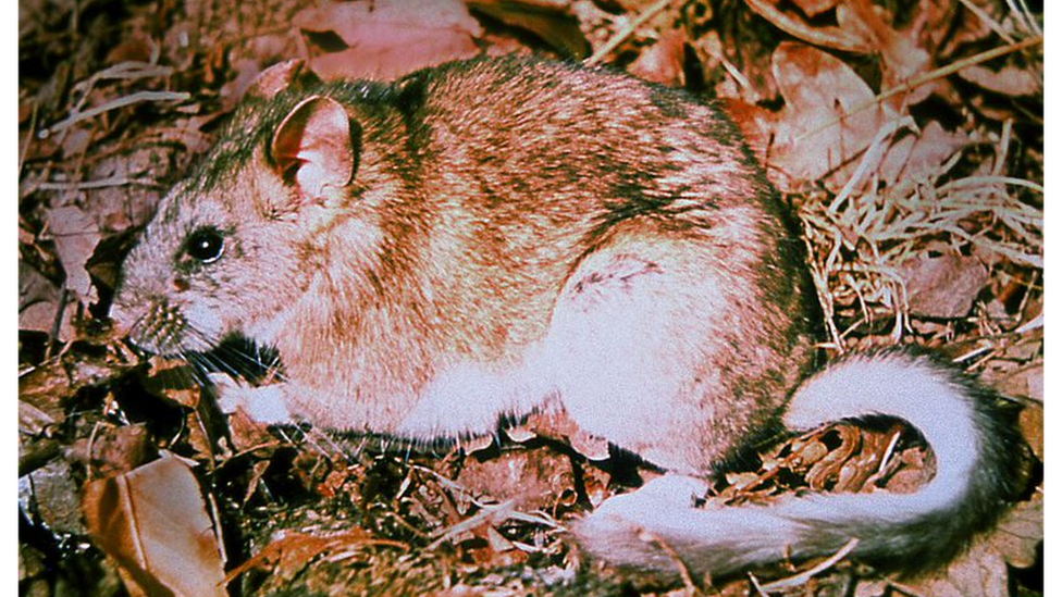 A bushy-tailed wood rat