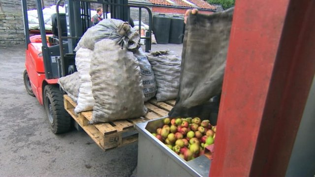 Cider apples emptied into a crasher