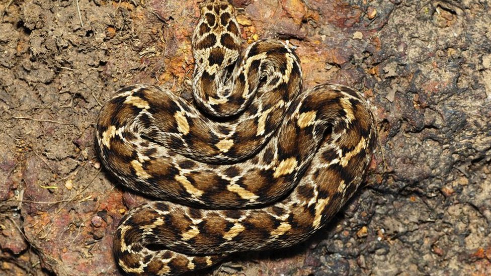 NI weekly paper review: The deadly snakes of County Antrim
