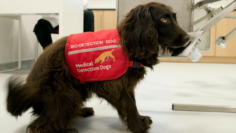 Собака в больнице в куртке на чтении «Собака биоопределения»