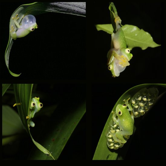 Images of an active glass frog